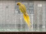te koop of ruilen: lutino halsbandparkiet kweekman, Bagué