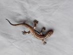 Vintage broche, Handtassen en Accessoires, Broches, Ophalen, 4 tot 7 cm, Gebruikt, Zilver