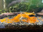 Oranje garnalen (neo caridina), Dieren en Toebehoren, Vissen | Aquariumvissen, Kreeft, Krab of Garnaal, Zoetwatervis, Schoolvis