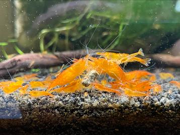Oranje garnalen (neo caridina) beschikbaar voor biedingen
