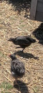 3 mooie kippen Ayam Cemani x Mechelse koekoek, Dieren en Toebehoren, Pluimvee, Vrouwelijk, Kip
