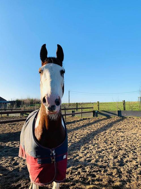 Weidemaatje aangeboden, Dieren en Toebehoren, Paarden, Ruin, 165 tot 170 cm, 7 tot 10 jaar, Recreatiepaard, Gechipt, Ontwormd