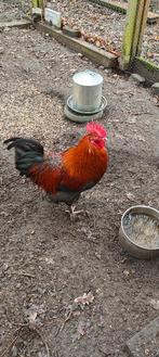 Jonge mooie Maranshaan te koop, Animaux & Accessoires, Volatiles, Mâle, Poule ou poulet