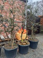 Quercus suber - kurkeik meerstammig te koop, Tuin en Terras, Planten | Bomen, Ophalen