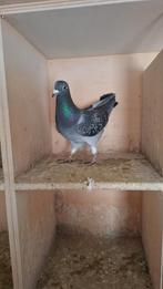 Prachtig duivin van 2024 met pedigree, Dieren en Toebehoren