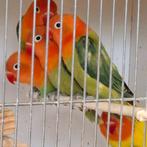 Agapornis Fischeri  ino, Plusieurs animaux, Perroquet nain ou Inséparable, Bagué