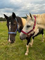 Gezocht: halve stal regio Aarschot/Rillaar!, Animaux & Accessoires, Chevaux, Hongre, Ne s'applique pas, Vermifugé, 11 ans ou plus