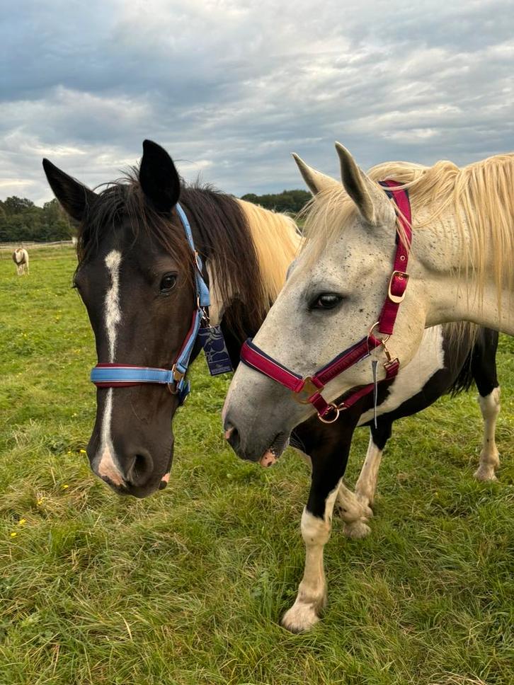Gezocht: halve stal regio Aarschot/Rillaar!, Animaux & Accessoires, Chevaux, Hongre, Ne s'applique pas, 11 ans ou plus, Avec puce électronique