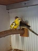 Roodrugparkieten, roodruggen, roodrugparkiet, roodrug 2025, Dieren en Toebehoren, Meerdere dieren, Parkiet, Geringd