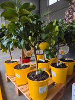 Citrus citroen 4 seizoenen, Tuin en Terras, Ophalen