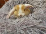 Hangoor dwergkonijntjes, Dieren en Toebehoren, Konijnen, Meerdere dieren, Dwerg, Hangoor, 0 tot 2 jaar