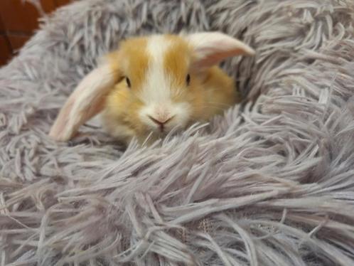 Hangoor dwergkonijntjes, Dieren en Toebehoren, Konijnen, Dwerg, Meerdere dieren, 0 tot 2 jaar, Hangoor