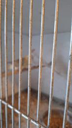 Kweekkoppels roodruggen, Dieren en Toebehoren, Meerdere dieren, Parkiet, Geringd