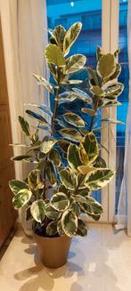 Ficus Elastica Tineka 1m75, Ophalen, Ficus