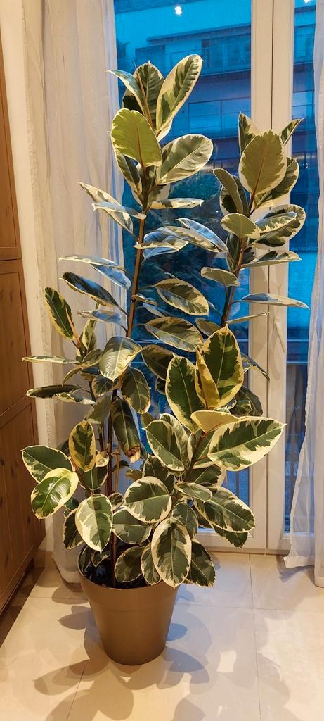 Ficus Elastica Tineka 1m75, Huis en Inrichting, Kamerplanten, Ficus, Ophalen