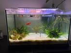 aquaria40L + vissen + planten + accessoires alles inbegrepen, Dieren en Toebehoren, Ophalen