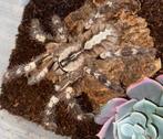 Poecilotheria regalis vrouw tarantula vogelspin, Collections, Collections Animaux, Enlèvement ou Envoi
