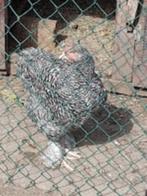 Hennetje van Mechelse Koekoek, Dieren en Toebehoren, Pluimvee, Vrouwelijk, Kip