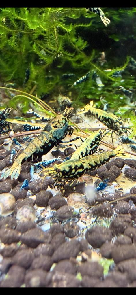 Crevettes Wicked Stardust/Snowflake/Boa (caridina), Animaux & Accessoires, Poissons | Poissons d'aquarium, Homard, Crabe ou Crevette