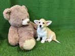 Welsh Corgi puppy's, Dieren en Toebehoren, Honden | Herdershonden en Veedrijvers, CDV (hondenziekte), Meerdere, 8 tot 15 weken
