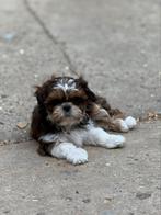 lhasa apso pupies, Dieren en Toebehoren, Honden | Chihuahua's en Gezelschapshonden, België, Overige rassen, CDV (hondenziekte)