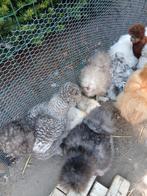 Verschillende kleuren zijdehoentjes., Dieren en Toebehoren, Pluimvee, Meerdere dieren, Kip