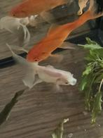 Vissen, Dieren en Toebehoren, Vis