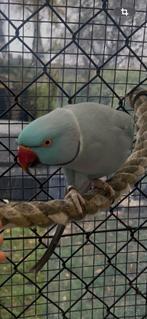 Halsbandparkiet vermist !!! Help ons AUB !!!, Dieren en Toebehoren, Vogels | Parkieten en Papegaaien, Mannelijk, Parkiet, Geringd