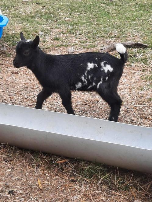 Bok, Dieren en Toebehoren, Schapen, Geiten en Varkens