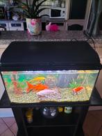 Aquarium complet 50€, Animaux & Accessoires, Enlèvement, Comme neuf