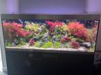 Aquarium complet à vendre, Enlèvement, Utilisé, Aquarium d'eau douce rempli