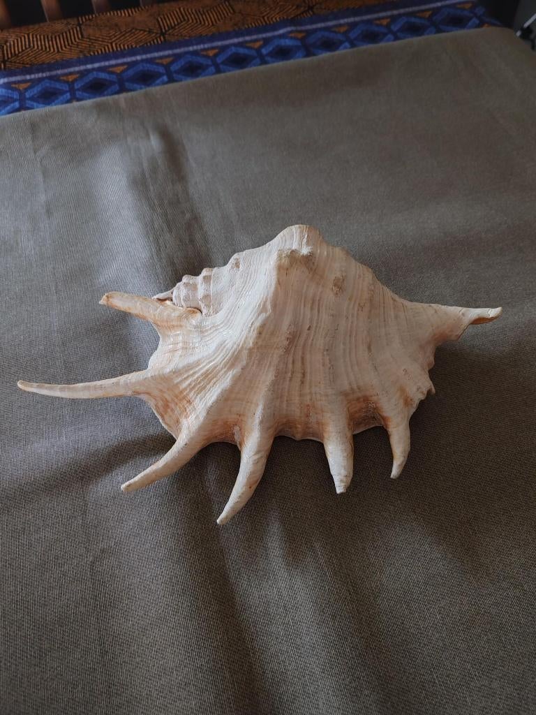 coquiullage, Ophalen