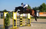 12j merrie Action breaker, Dieren en Toebehoren, Merrie, Springpaard, Gechipt, 170 tot 175 cm
