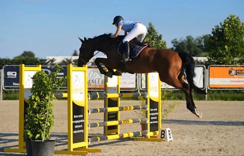 12j merrie Action breaker, Dieren en Toebehoren, Paarden, Merrie, L, 170 tot 175 cm, 11 jaar of ouder, Springpaard, Met stamboom