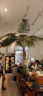 Palmier plante enorme dans son pot, En pot, Enlèvement, 200 cm ou plus, Palmier