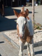 Veulen, Dieren en Toebehoren, Paarden, Minder dan 160 cm, Niet van toepassing, 0 tot 2 jaar, Hengst