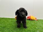 Dwergpoedel pups, Dieren en Toebehoren, Poedel, België, 8 tot 15 weken, CDV (hondenziekte)
