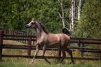 arabisch volbloed hengstje, Dieren en Toebehoren, Hengst, Gechipt, 0 tot 2 jaar