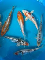 Japanse koi 15-20cm, Dieren en Toebehoren, Karper of Koi