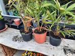 trachycarpus fortunei, Tuin en Terras, Planten | Tuinplanten, Ophalen