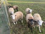 Rammen te koop, Dieren en Toebehoren, Meerdere dieren, Schaap, 0 tot 2 jaar