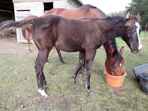 Quarter Smokey Black, Dieren en Toebehoren, Paarden, Hengst, Onbeleerd, Minder dan 160 cm, 0 tot 2 jaar, Westernpaard, Met stamboom