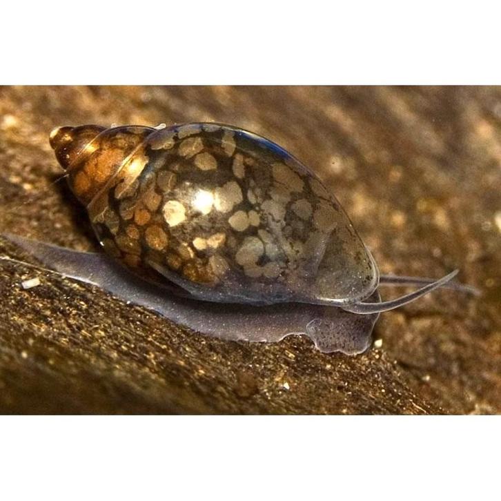 Puntige blaashoornslak, Dieren en Toebehoren, Vissen | Aquariumvissen