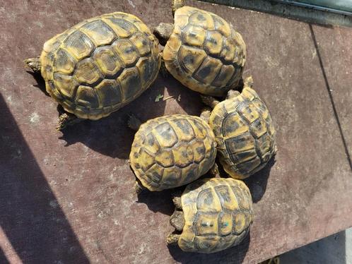 Broedmachine, Dieren en Toebehoren, Reptielen en Amfibieën | Toebehoren, Ophalen of Verzenden