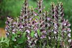 acanthus mollis, Ophalen