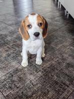 Beagle, Animaux & Accessoires, Chiens | Beagles, Bassets & Chiens courants, Particulier, Un chien, Étranger, 15 semaines à 1 an