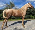 Palomino merrie, Dieren en Toebehoren, Paarden, Merrie