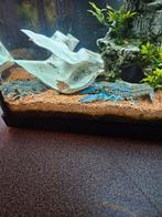 Marmerkreeft, Boeken, Dieren en Huisdieren, Ophalen