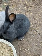 Vlaamse reuzen, Dieren en Toebehoren, Meerdere dieren, Groot, 0 tot 2 jaar