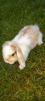 Mooi nederlands hangoor, Dieren en Toebehoren, Konijnen, Hangoor